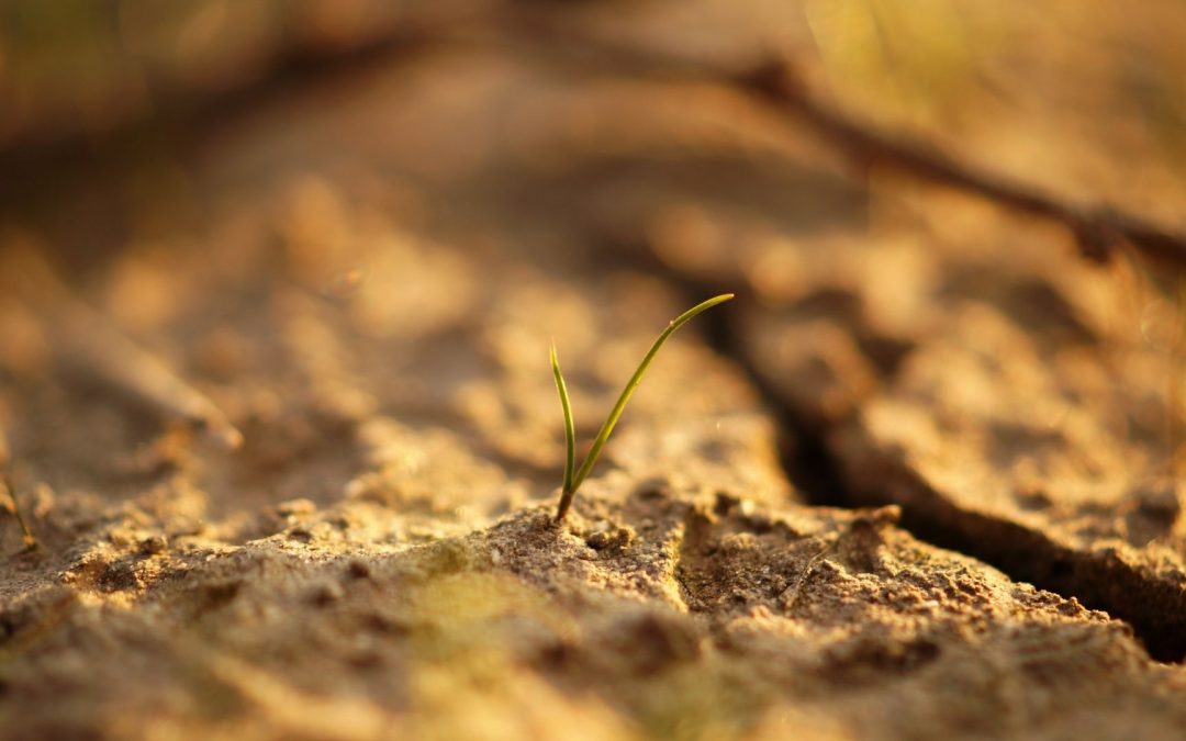 #WorldSoilDay: Innovation for soil biodiversity