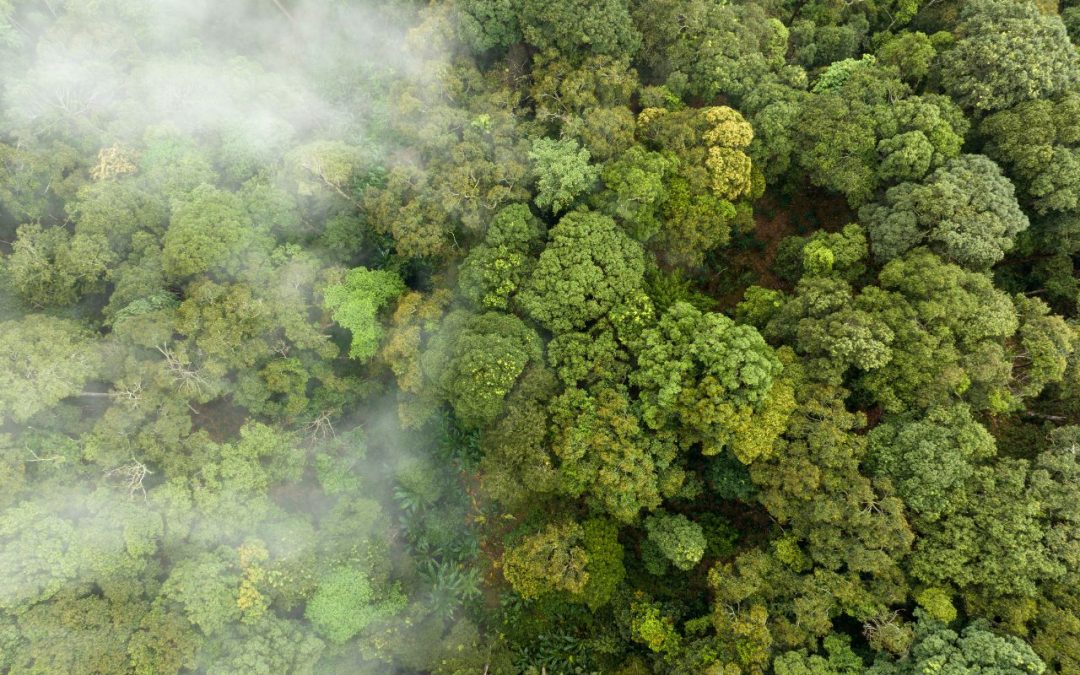 New report on global vegetation carbon stocks