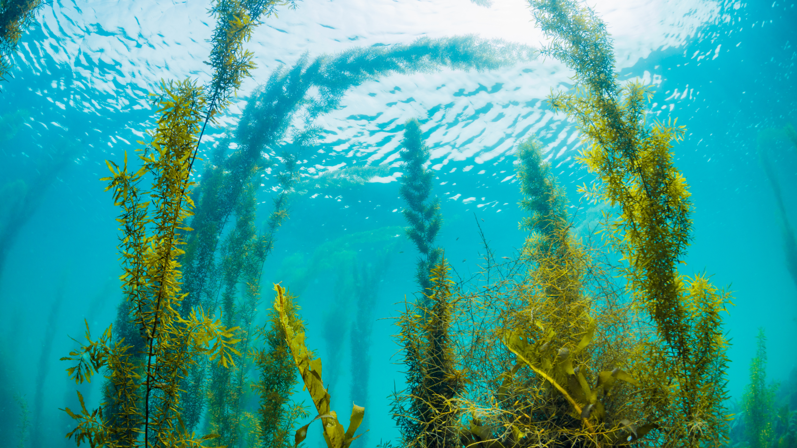 Kelp forest
